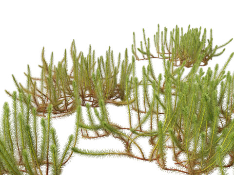 HighpolyLow Poly Myriophyllum propinquum - Water Milfoil 3D Модель