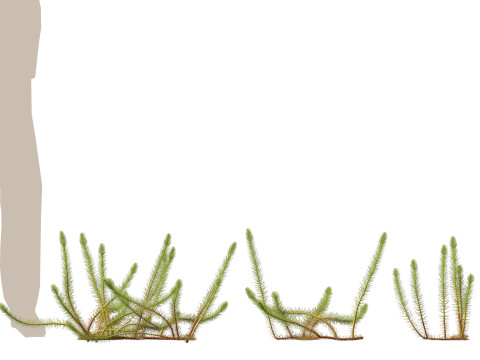 HighpolyLow Poly Myriophyllum propinquum - Water Milfoil Modello 3D
