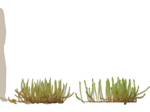 HighpolyLow Poly Myriophyllum propinquum - Water Milfoil Modello 3D