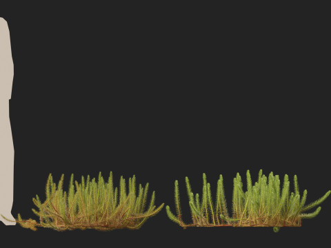 HighpolyLow Poly Myriophyllum propinquum - Water Milfoil Modello 3D