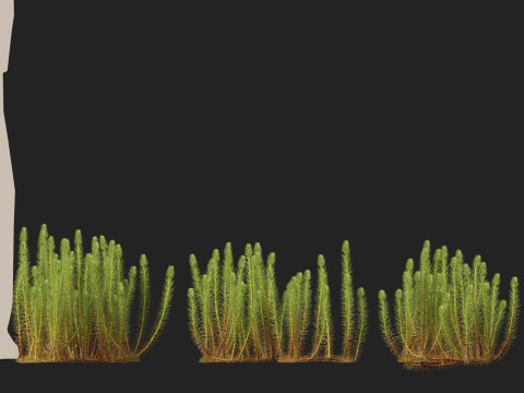 HighpolyLow Poly Myriophyllum propinquum - Water Milfoil Modello 3D