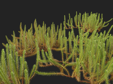 HighpolyLow Poly Myriophyllum propinquum - Water Milfoil Modello 3D