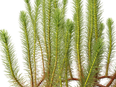 HighpolyLow Poly Myriophyllum propinquum - Water Milfoil Modello 3D