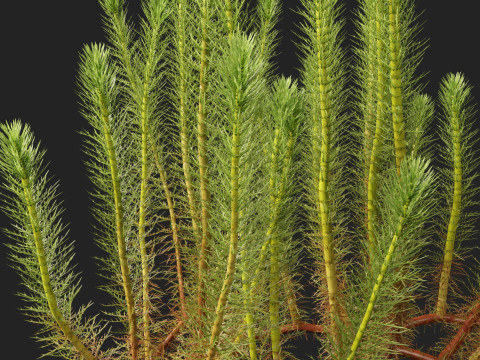 HighpolyLow Poly Myriophyllum propinquum - Water Milfoil Modello 3D