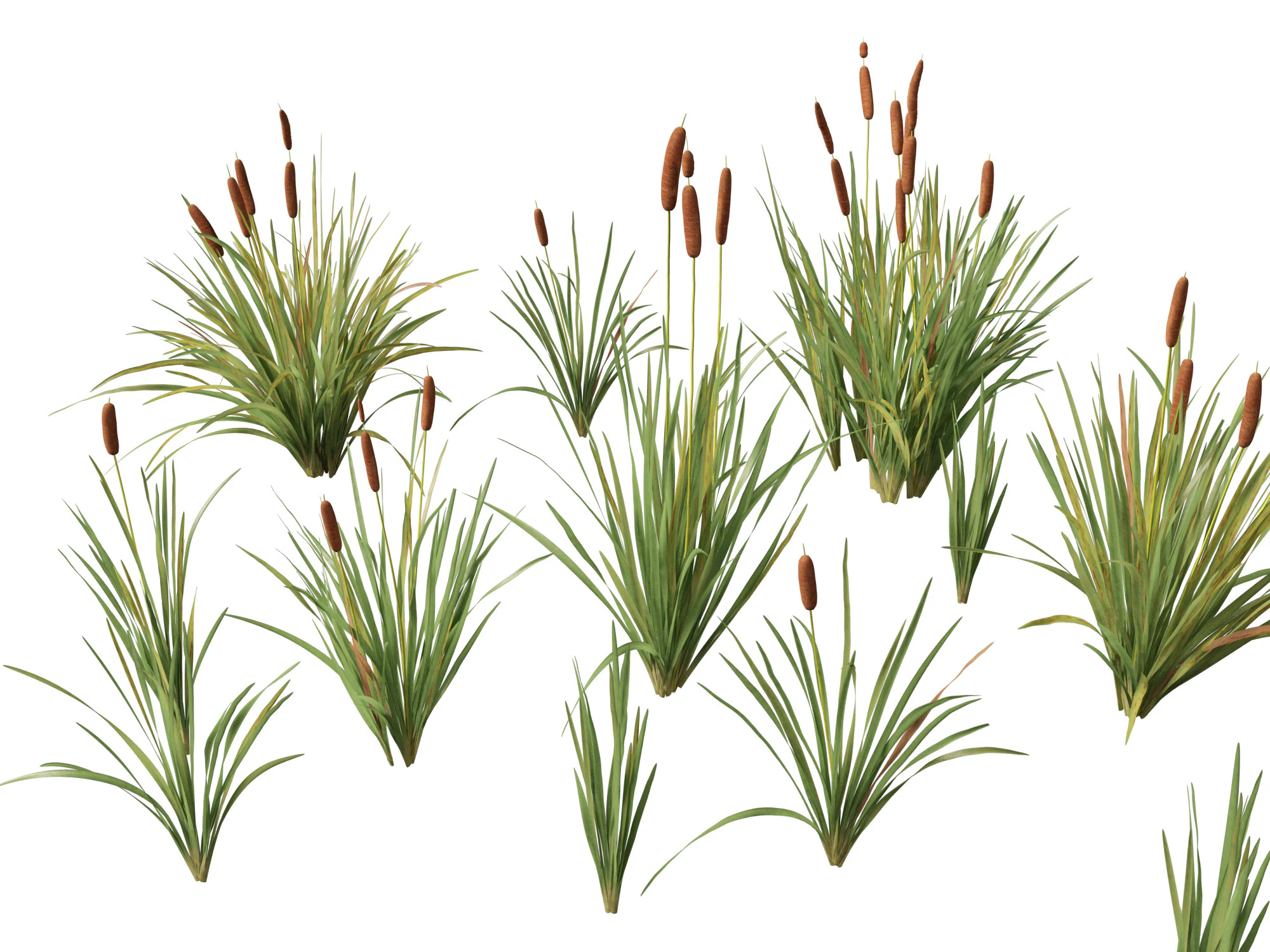 HighpolyLow Poly Typha orientalis - bulrush 3D Model .c4d .max .obj .3ds .fbx .stl .blend 