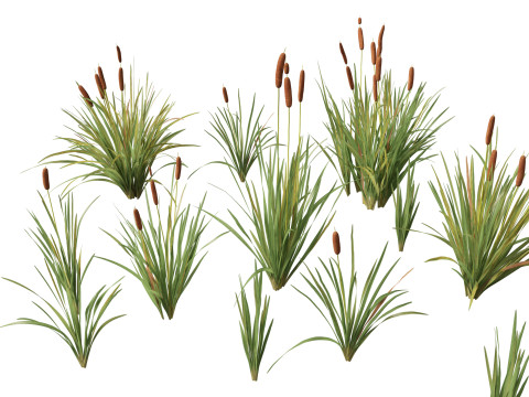 HighpolyLow Poly Typha orientalis - bulrush 3D Модель