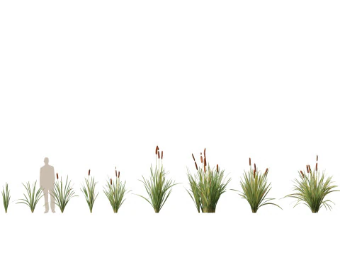 HighpolyLow Poly Typha orientalis - bulrush 3D Model