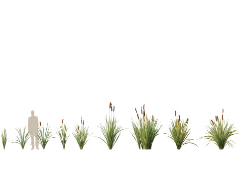 HighpolyLow Poly Typha orientalis - bulrush Modello 3D
