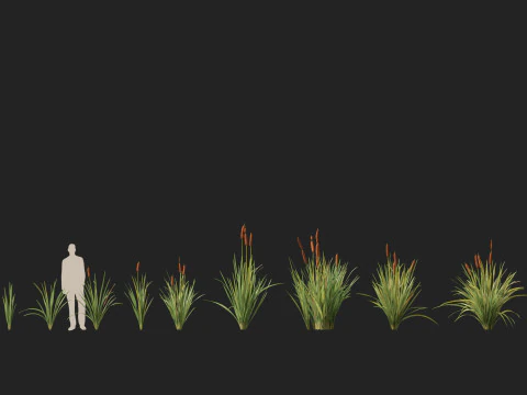 HighpolyLow Poly Typha orientalis - bulrush 3D Model