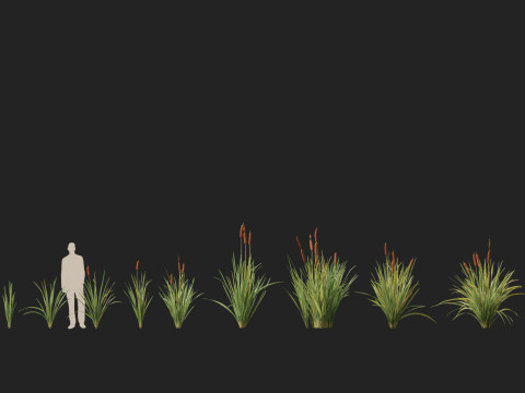 HighpolyLow Poly Typha orientalis - bulrush Modello 3D