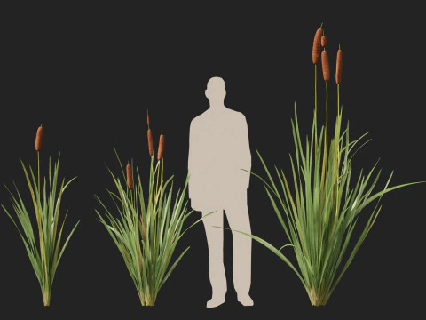 HighpolyLow Poly Typha orientalis - bulrush 3D Model
