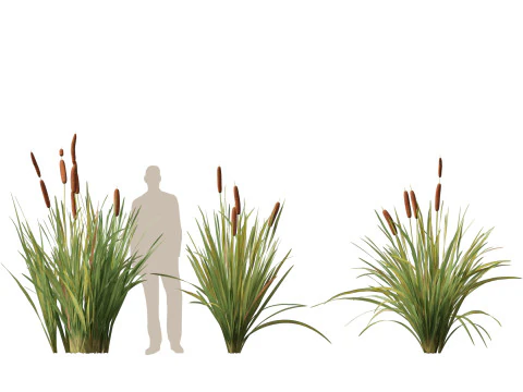 HighpolyLow Poly Typha orientalis - bulrush 3D Model