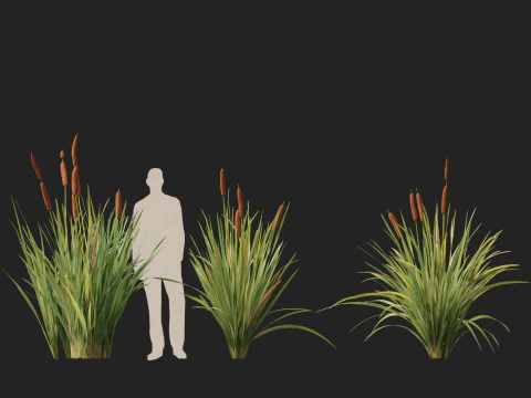 HighpolyLow Poly Typha orientalis - bulrush 3D Model