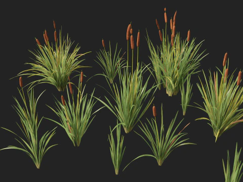 HighpolyLow Poly Typha orientalis - bulrush 3D Model