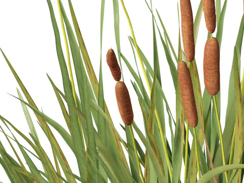 HighpolyLow Poly Typha orientalis - bulrush 3D Model