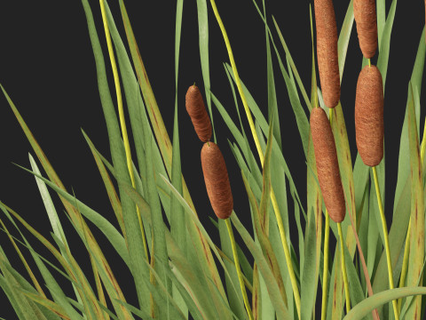 HighpolyLow Poly Typha orientalis - bulrush Modello 3D