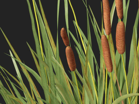 HighpolyLow Poly Typha orientalis - bulrush 3D Model