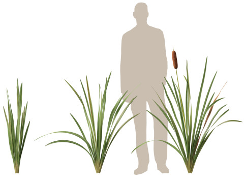 HighpolyLow Poly Typha orientalis - bulrush Modello 3D
