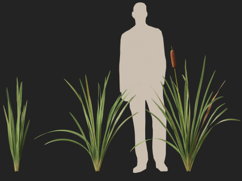 HighpolyLow Poly Typha orientalis - bulrush Modello 3D