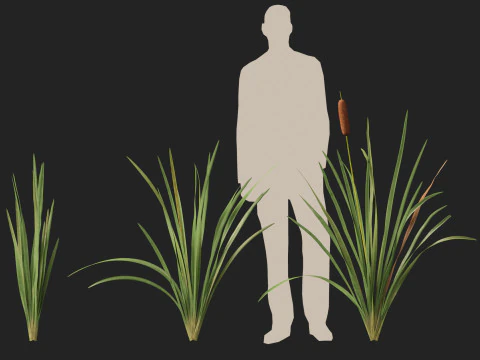 HighpolyLow Poly Typha orientalis - bulrush 3D Model