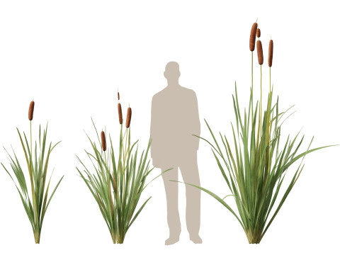 HighpolyLow Poly Typha orientalis - bulrush Modello 3D