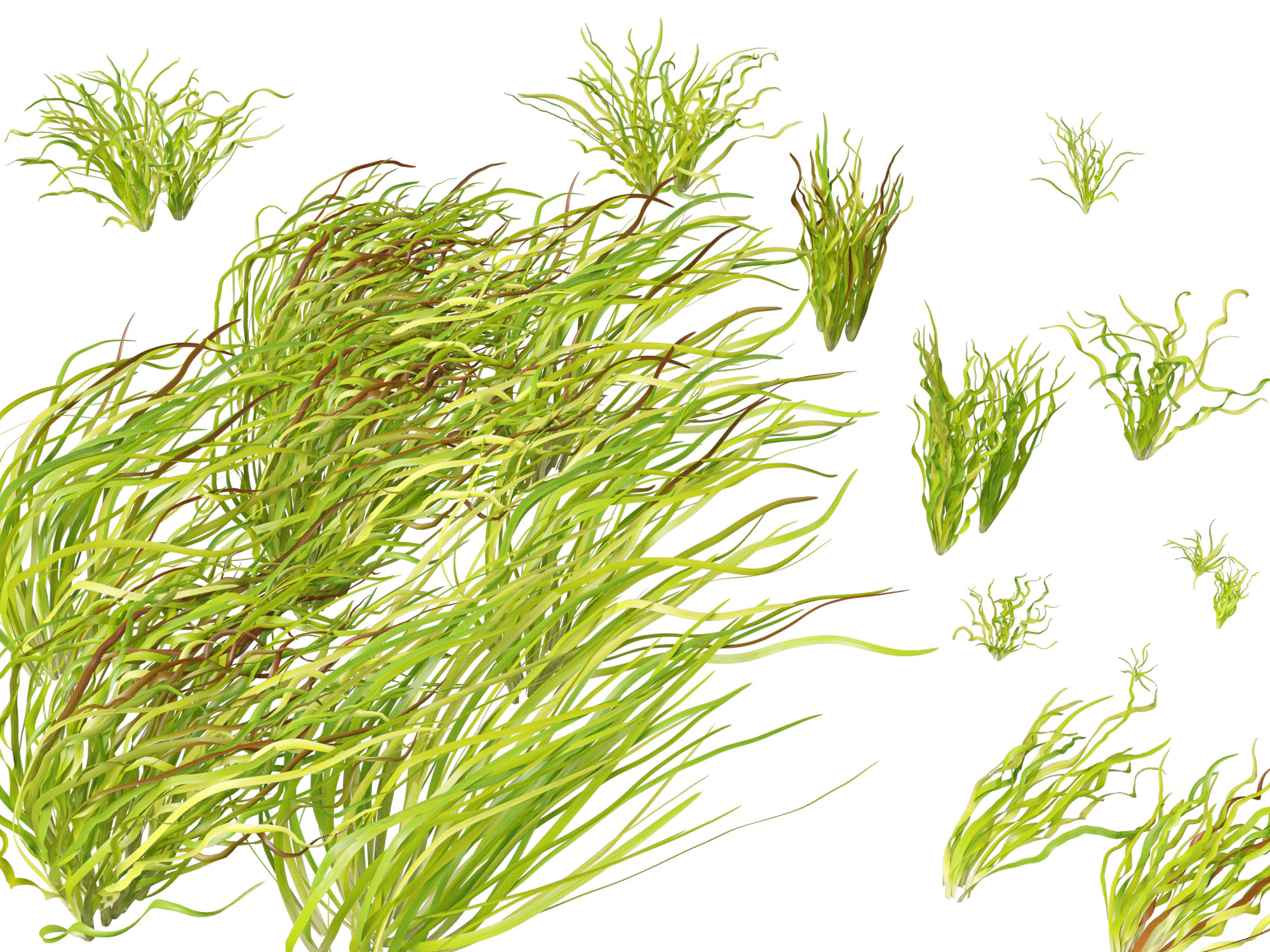 HighpolyLow Poly Vallisneria americana - eelgrass 3D Model .c4d .max .obj .3ds .fbx .stl .blend 