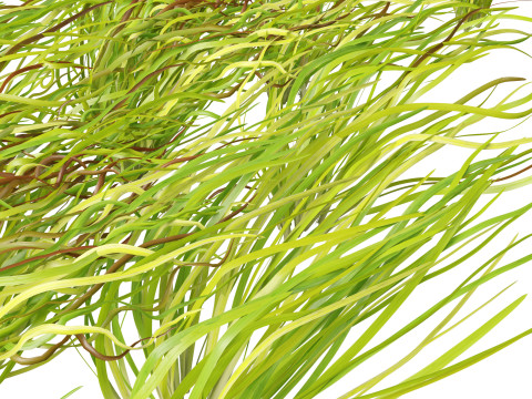 HighpolyLow Poly Vallisneria americana - eelgrass 3D Модель