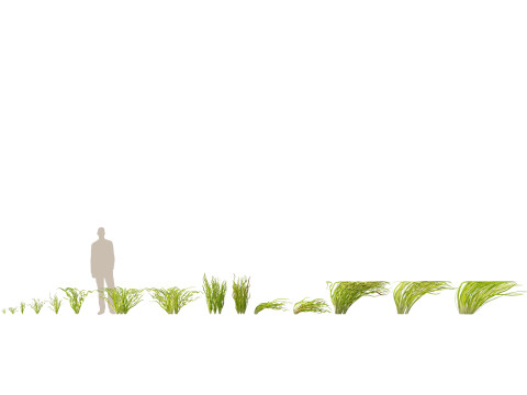 HighpolyLow Poly Vallisneria americana - eelgrass 3D Модель