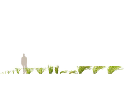 HighpolyLow Poly Vallisneria americana - eelgrass 3D Model
