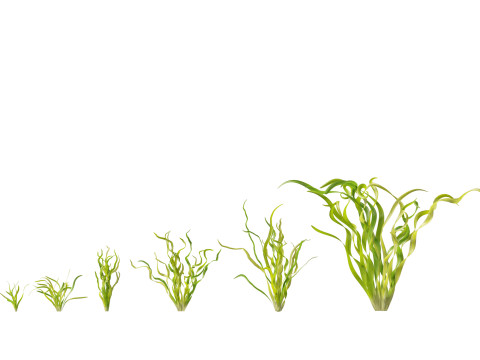HighpolyLow Poly Vallisneria americana - eelgrass 3D Модель