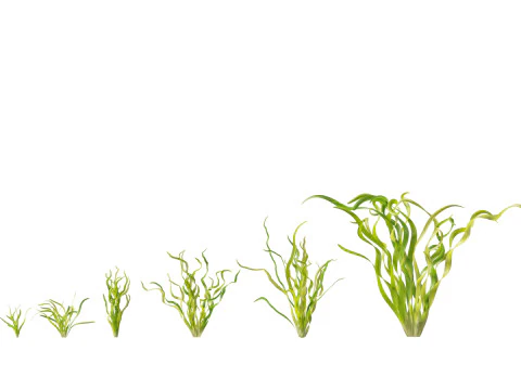 HighpolyLow Poly Vallisneria americana - eelgrass 3D Model