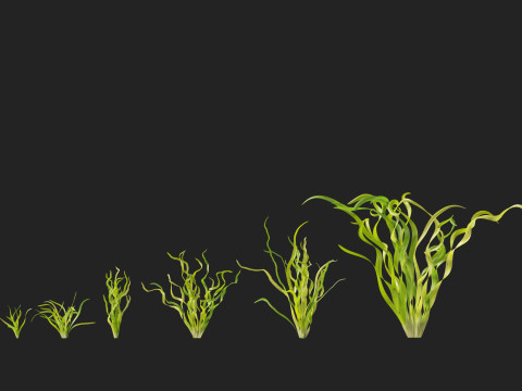 HighpolyLow Poly Vallisneria americana - eelgrass 3D Модель