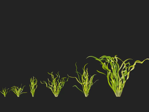 HighpolyLow Poly Vallisneria americana - eelgrass 3D Model