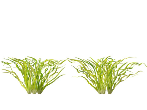 HighpolyLow Poly Vallisneria americana - eelgrass 3D Model