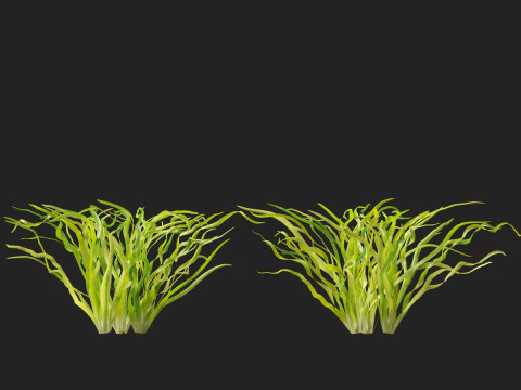 HighpolyLow Poly Vallisneria americana - eelgrass 3D Model