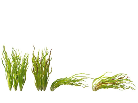 HighpolyLow Poly Vallisneria americana - eelgrass 3D Model