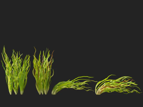 HighpolyLow Poly Vallisneria americana - eelgrass 3D Model