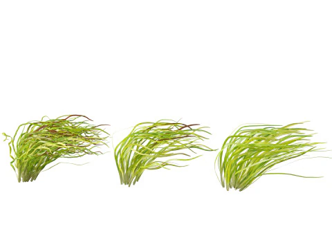 HighpolyLow Poly Vallisneria americana - eelgrass 3D Model