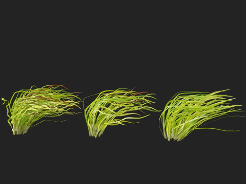 HighpolyLow Poly Vallisneria americana - eelgrass 3D Model