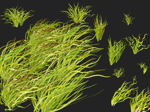 HighpolyLow Poly Vallisneria americana - eelgrass 3D Model
