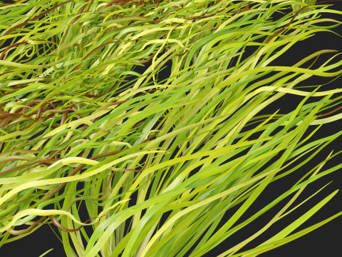 HighpolyLow Poly Vallisneria americana - eelgrass 3D Model