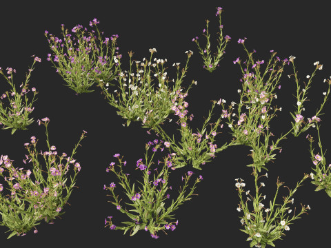 HighpolyLow Poly Mimulus gracilis - slender monkey flower Modelo 3D