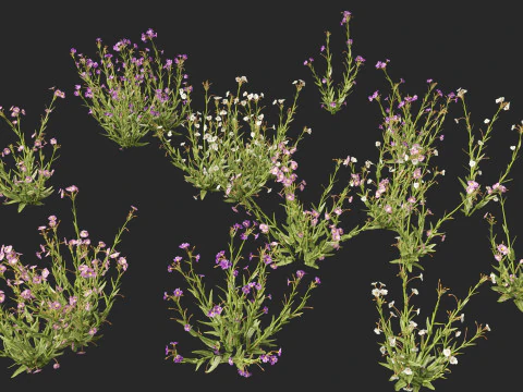 HighpolyLow Poly Mimulus gracilis - flor de macaco esbelta Modelo 3D