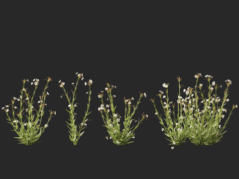 HighpolyLow Poly Mimulus gracilis - slender monkey flower 3D मॉडल