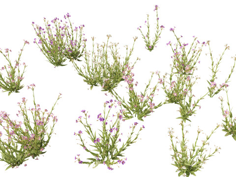 HighpolyLow Poly Mimulus gracilis - slender monkey flower 3D मॉडल