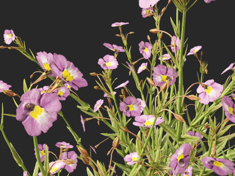 HighpolyLow Poly Mimulus gracilis - slender monkey flower 3D मॉडल