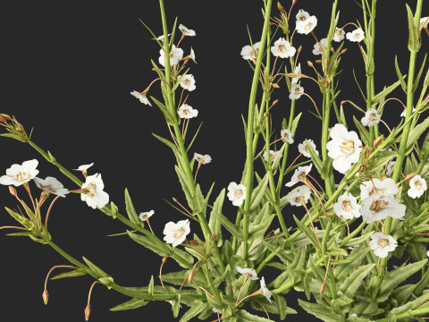 HighpolyLow Poly Mimulus gracilis - slender monkey flower 3D मॉडल