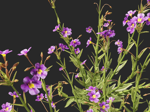 HighpolyLow Poly Mimulus gracilis - slender monkey flower 3D मॉडल