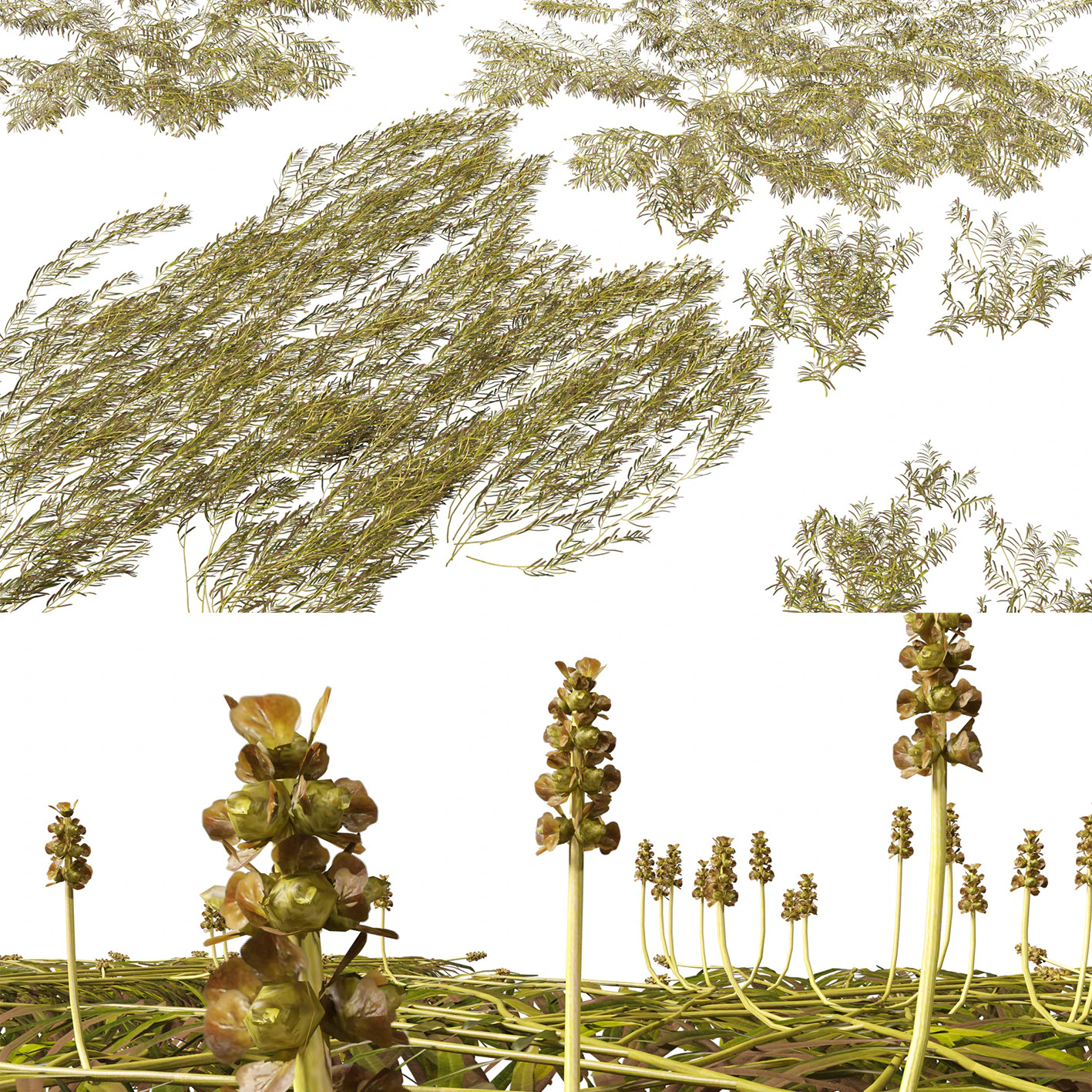 HighpolyLow Poly Potamogeton ochreatus &ndash; stumpfes Laichkraut 3D Modell .c4d .max .obj .3ds .fbx .stl .blend 