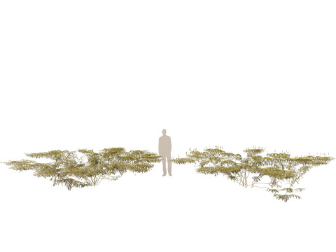 HighpolyLow Poly Potamogeton ochreatus - blunt pondweed Modelo 3D